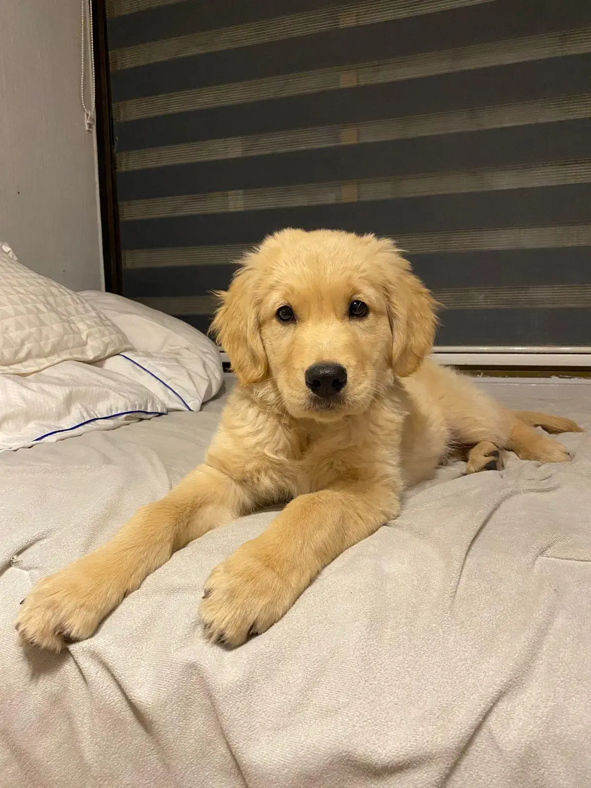 Cuidador con mascota