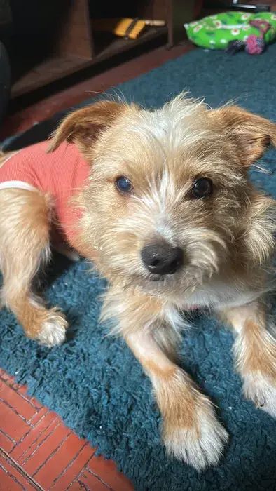 Foto del servicio